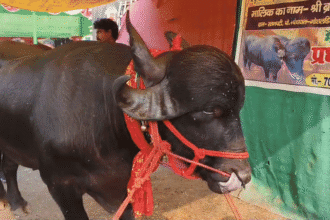 Sonpur Mela 2025 में वायरल हुआ 1 करोड़ का ‘प्रधान बाबू’, अनोखी बनावट ने बनाया मेले का हीरो