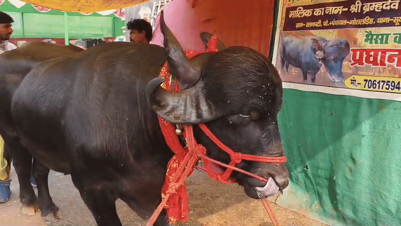 Sonpur Mela 2025 में वायरल हुआ 1 करोड़ का ‘प्रधान बाबू’, अनोखी बनावट ने बनाया मेले का हीरो