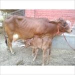 IVF Sahiwal calf born Pusa University Samastipur eastern India 2026