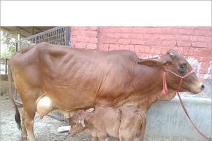 IVF Sahiwal calf born Pusa University Samastipur eastern India 2026